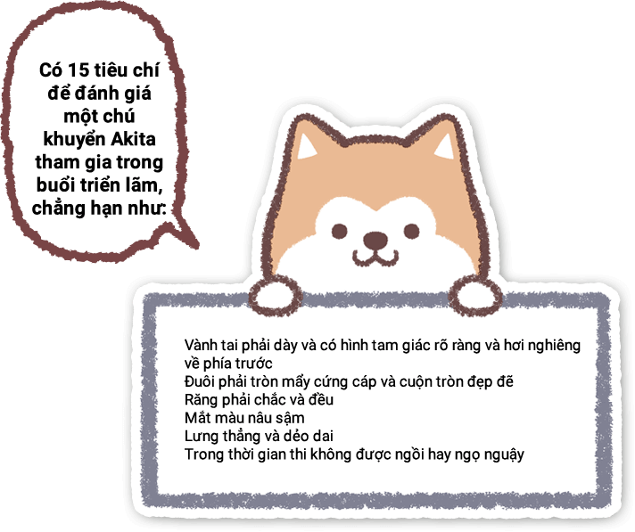 Có 15 tiêu chí để đánh giá một chú khuyển Akita tham gia trong buổi triển lãm, chẳng hạn như: Vành tai phải dày và có hình tam giác rõ ràng và hơi nghiêng về phía trước. Đuôi phải tròn mẩy cứng cáp và cuộn tròn đẹp đẽ. Răng phải chắc và đều. Mắt màu nâu sậm.Lưng thẳng và dẻo dai.Trong thời gian thi không được ngồi hay ngọ nguậy